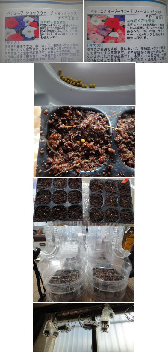 ペチュニアの種まき