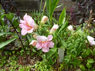 P1070186ss.jpg