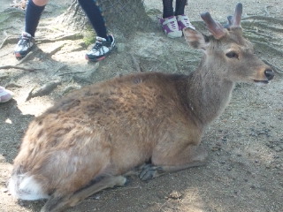 おすまし