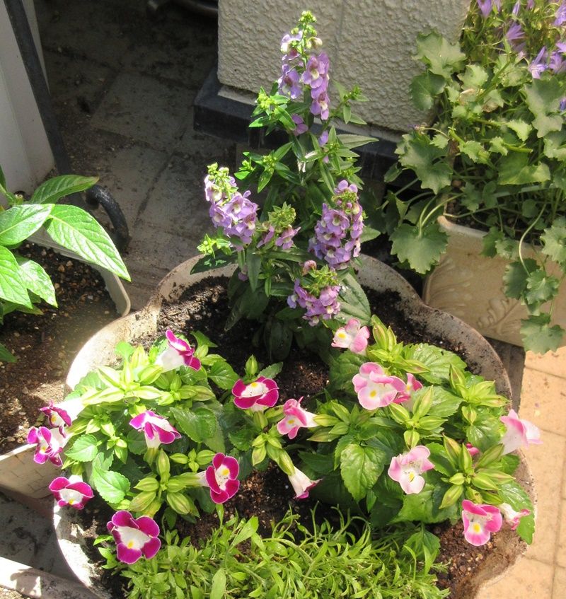 夏が大好きなアンゲロニアとトレニアを購入 狭い庭を花いっぱいにする育て方 楽天ブログ