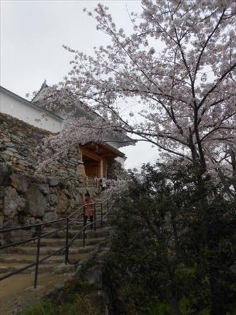 浜松城公園の桜