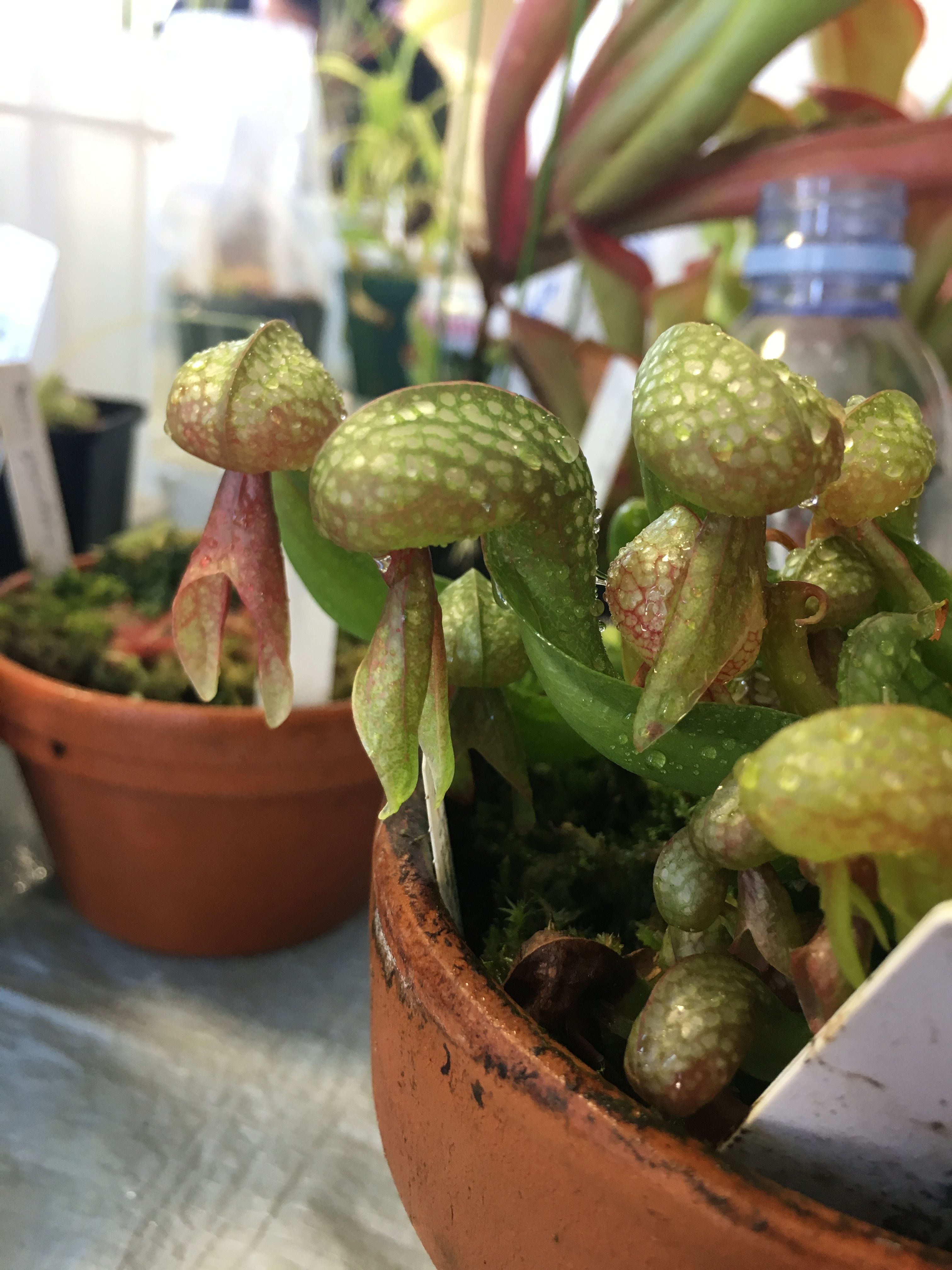 第87回関西食虫植物探索会でした | ネペン亭あら太の食虫植物と日々の