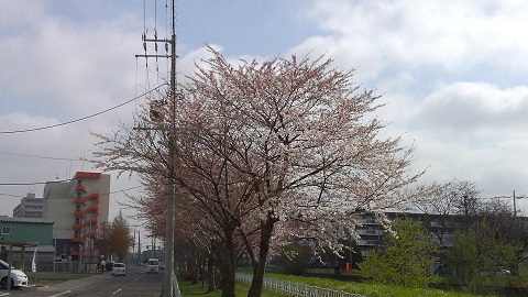 札幌家裏の桜1.jpg