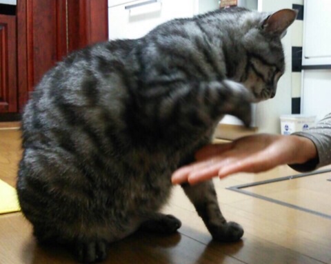 image.jpg