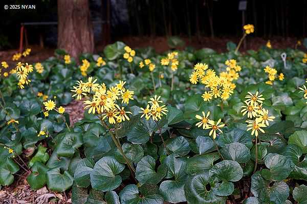 ツワブキ（石蕗、キク科）