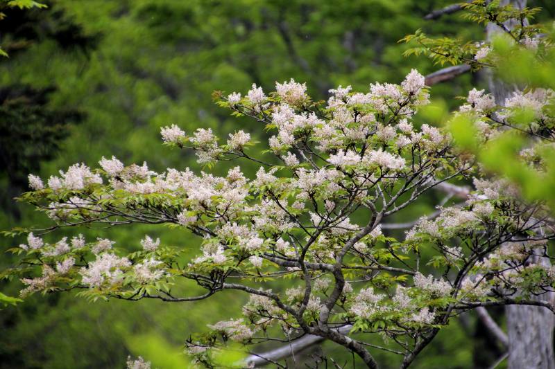 大台ケ原_11アオダモの花.jpg