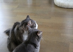 5DA_2496-5.jpg