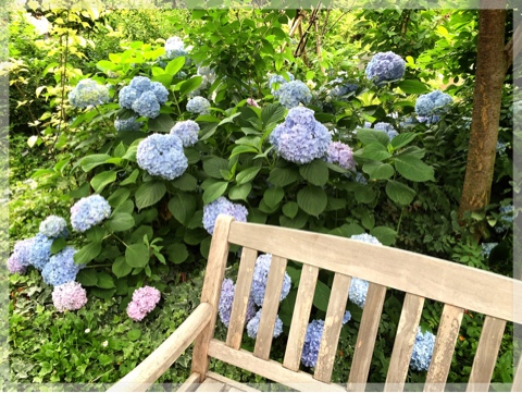 横浜イングリッシュガーデンの紫陽花