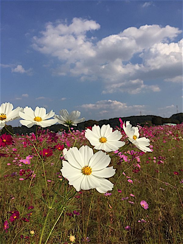 rblog-20151013183122-05.jpg