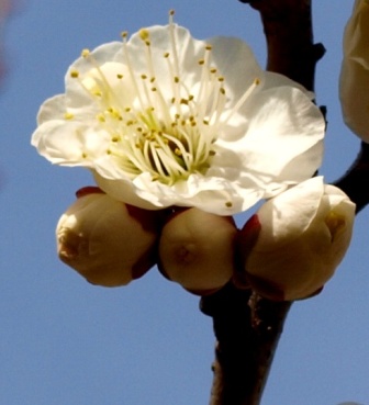 東谷山フルーツの里 梅の香り