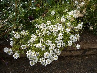 P1280092ss.jpg