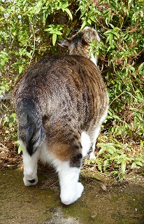 P1310951-ass.jpg