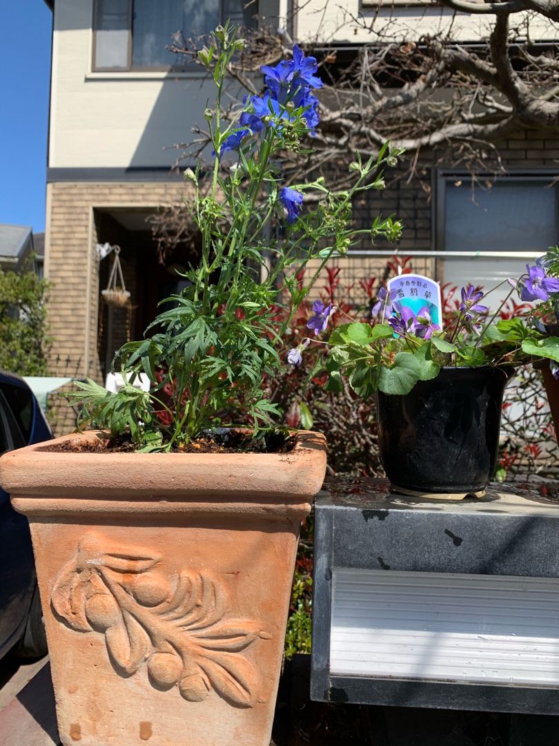 買ったデルフィニウム ミントブルー 西洋翁草 深山蛍葛 シレネ ピンクパンサー 斑入りブルーデージーを植え付けました Music Land 私の庭の花たち 楽天ブログ