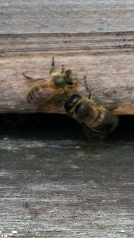 CAM00215.jpg