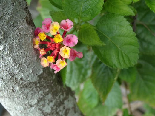 花6.JPG
