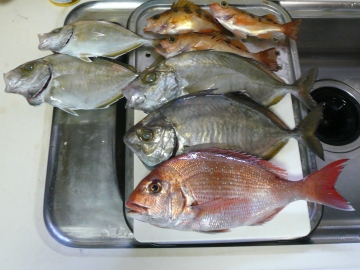 今日の獲物たち