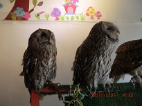 20150731_月島・フクロウのみせ14 - コピー.JPG