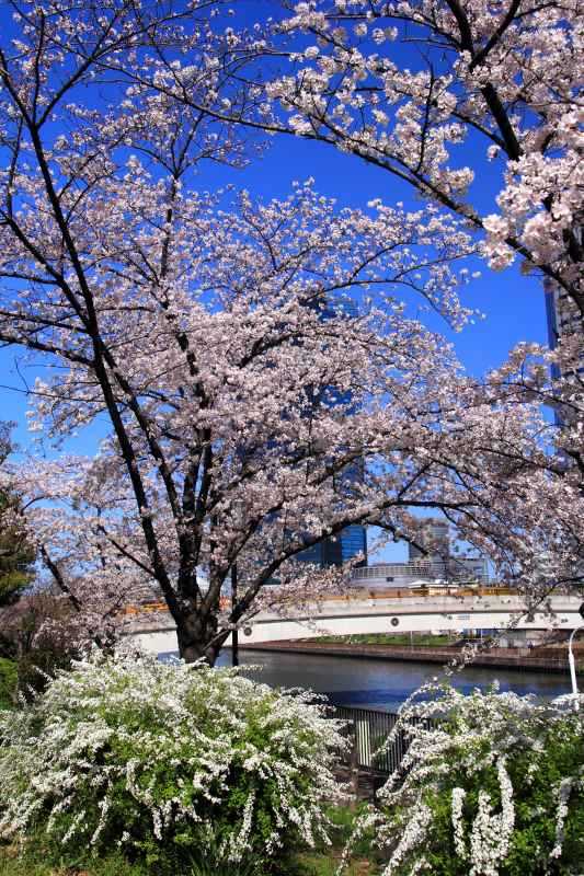 大阪城公園の桜_002.jpg