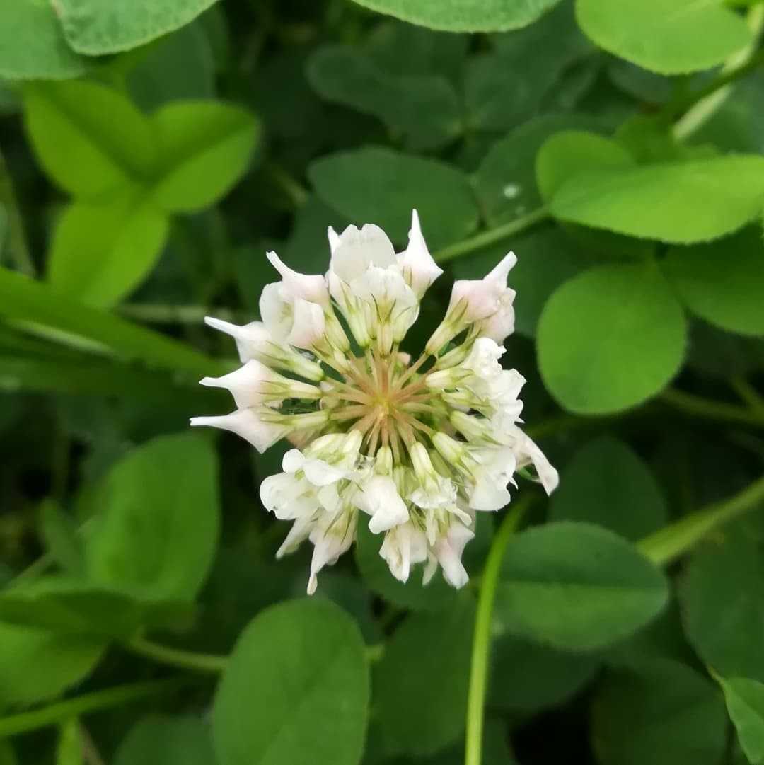 今の時期に咲く花 びいとるのブログ 楽天ブログ