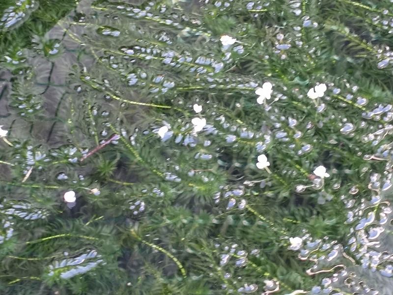 ９月１２日 今日の一花 その３ オオカナダモ 大カナダ藻 Gazengamaのブログ 散歩中に出合った花と趣味の陶芸作品 楽天ブログ