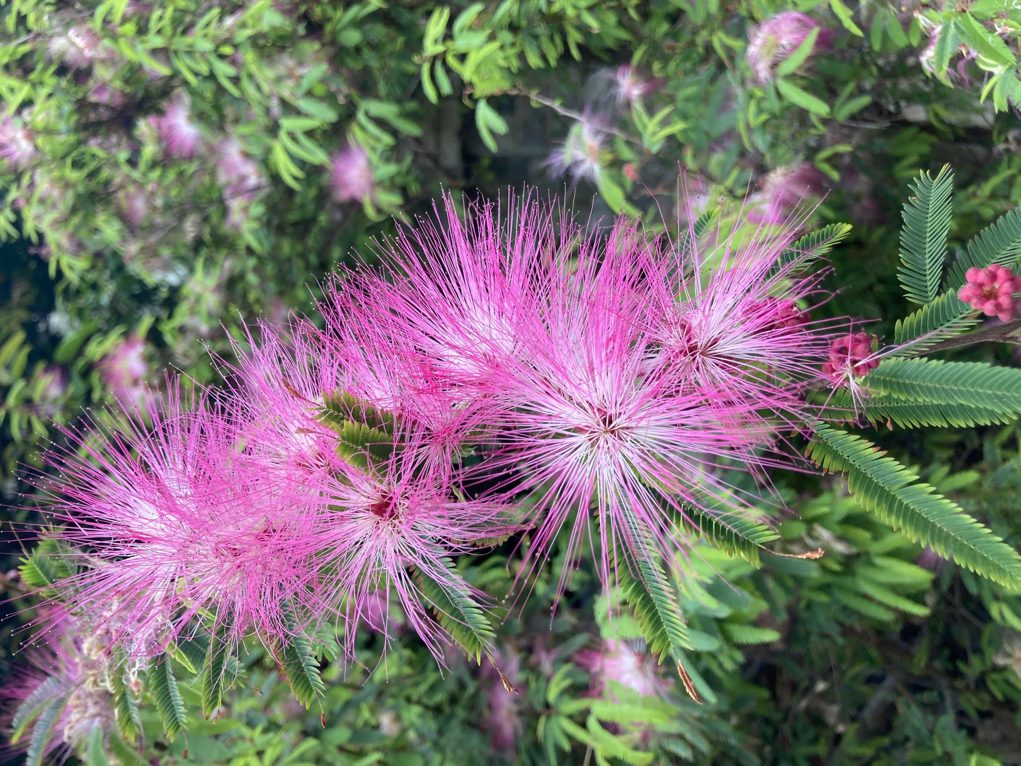 ふぉっと咲いてる台湾の花たち | みゃお暮らし - 楽天ブログ