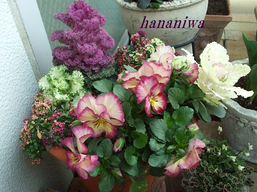 2012_0319トレッサ用寄せ植えとクレマチスの講座とカ0011.JPG
