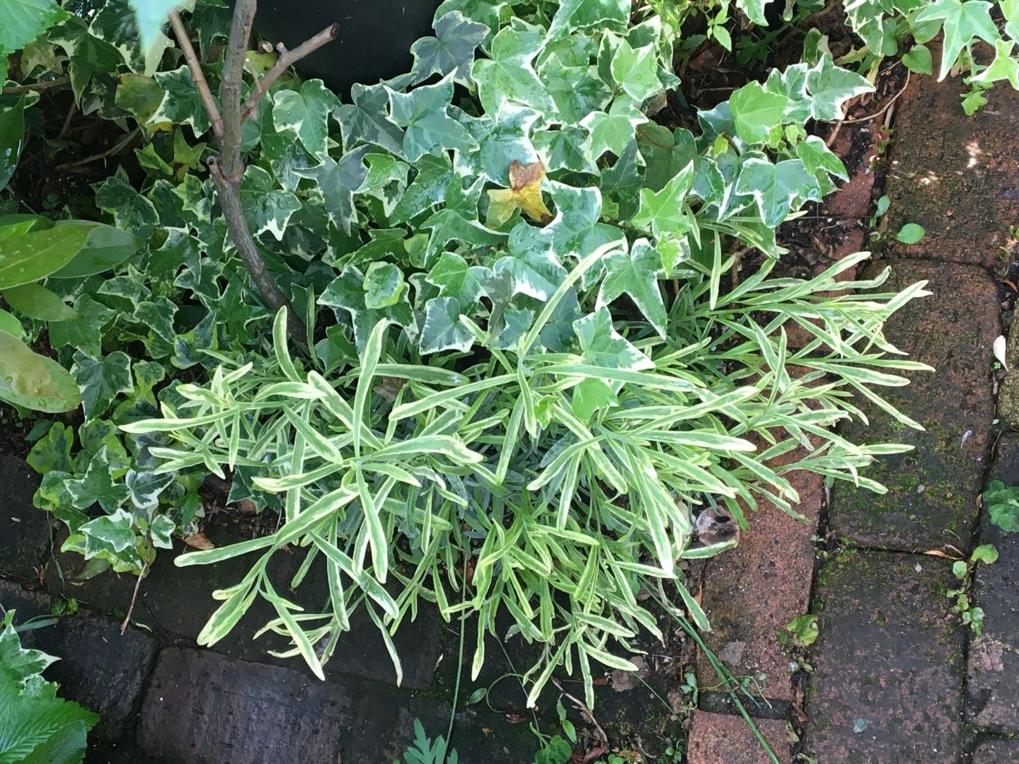 我が家のラベンダーあれこれ Jupiterのシェードガーデン 楽天ブログ