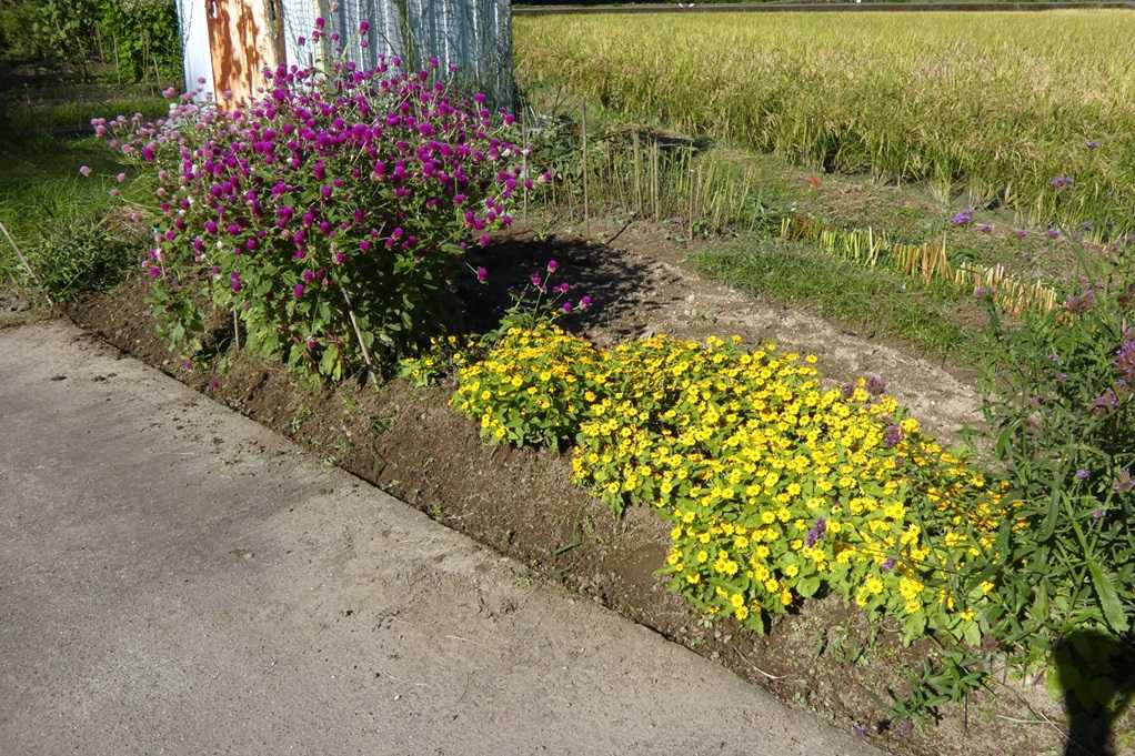 515