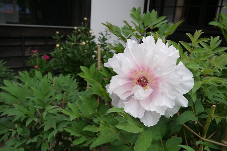 P1000655.jpg