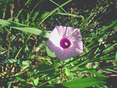 芋根の星朝顔