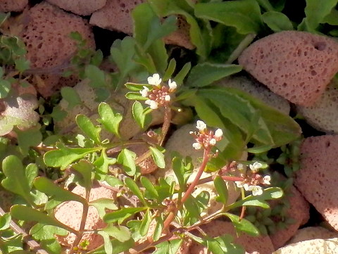 茎と葉・白い花