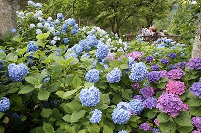 _MG_4105　yoshishi.jpg
