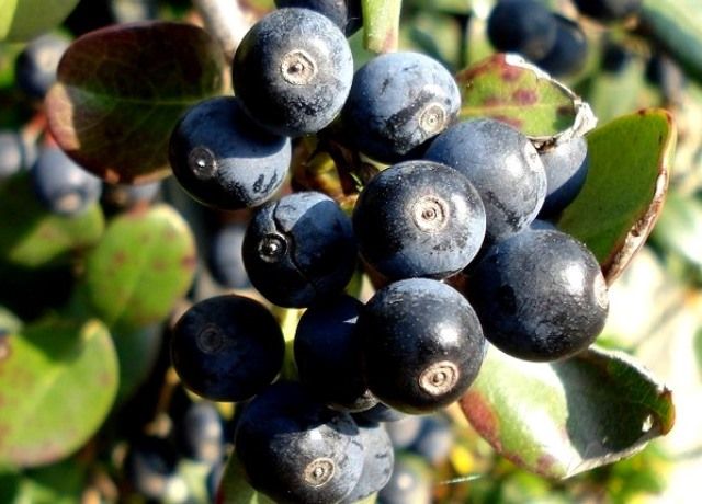 ランタナの青黒い実と車輪梅の黒い実 花と蕎麦とリハビリと 楽天ブログ