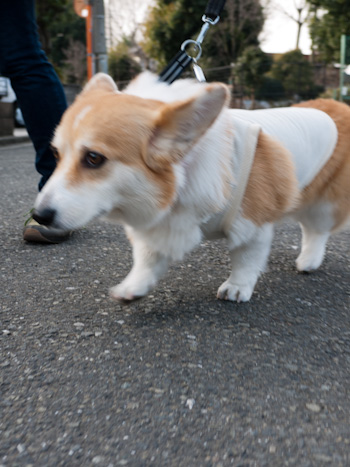 はな