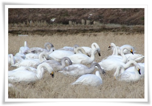 才田・ハクチョウ-4 14.12.23