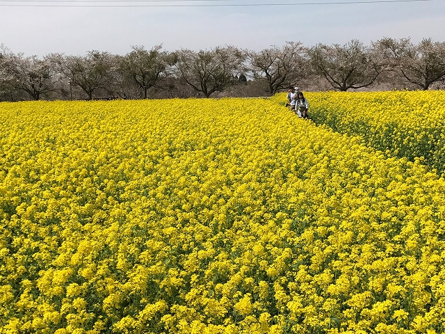 2017年菜の花