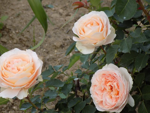 DSCN3636.JPG