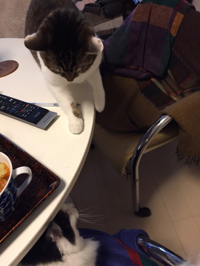 にらみ合い2.jpg