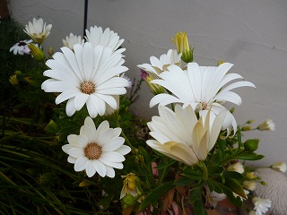P1170705ss.jpg
