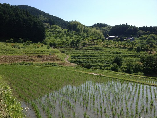 1水田風景550４.jpg
