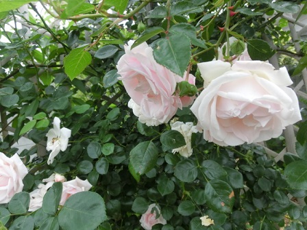 薔薇ニュードン