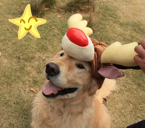 トナカイ.JPG