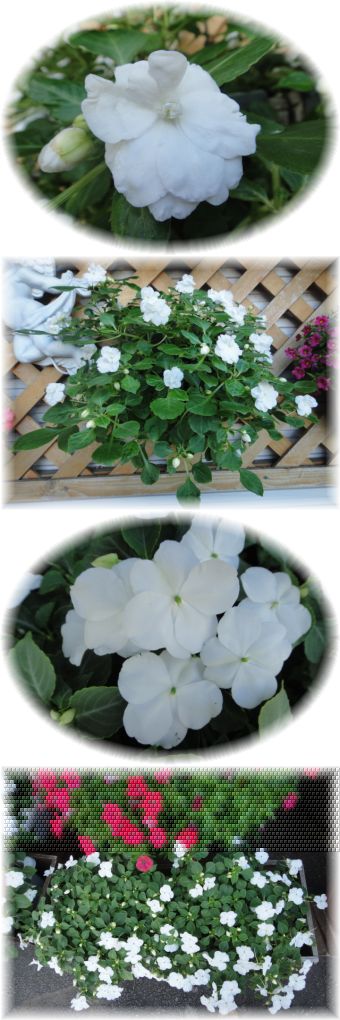 インパチェンスも元気に咲きだしました。