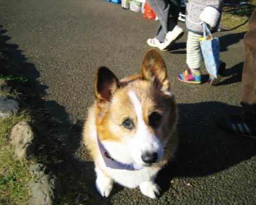 しんご君