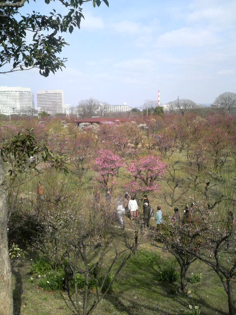 大阪城公園梅の花