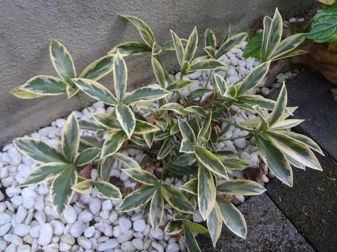 第618回 斑入りスキミアが咲かない ～スキミア「マジックマルロー