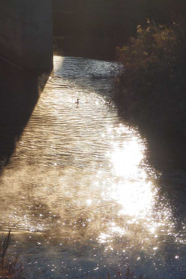 20141218川鵜2.jpg