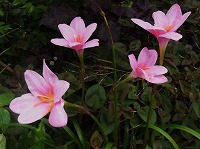 ゼフィランサス