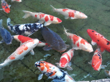 内水面センターの鯉　7.25　2015