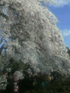 御所の糸桜